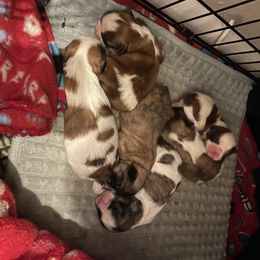 Shih Tzu Puppies from LiL ShihtZ