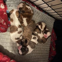 Shih Tzu Puppies from LiL ShihtZ