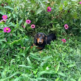 Pickles - Black and tan male Dachshund puppy in Crossville, Tennessee from Golden Mini Farm