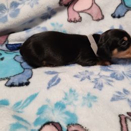 Snickers - Black and tan male Dachshund puppy in Penrose, Colorado from Double Trouble Dachshunds