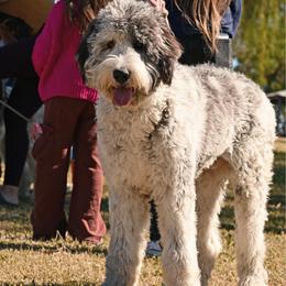 Peeta - Merle male Assorted Doodle Crosses puppy in Mesa, Arizona from Arizona Doodle Trails