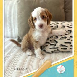 Tommy - Caramel cream male Australian Labradoodle puppy in Trussville, Alabama from Cahaba Doodles