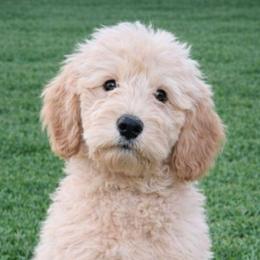 Cocoa - Cream male Goldendoodle puppy in Hendersonville, Tennessee from Ben's Best Buddy Goldendoodles