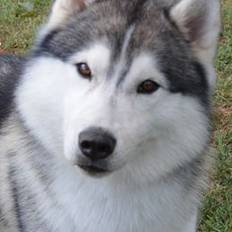 Siberian Husky All Grown Up from Shawna Wells