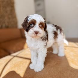 Lanmou (Blue Eyes, Trained) - Chocolate male Australian Labradoodle puppy in Syracuse, Indiana from The Doodle Cove