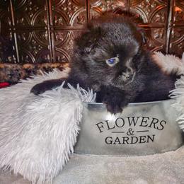 Pomeranian Puppies from Lovingood Farms