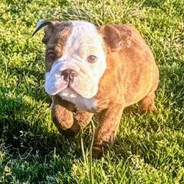 Sandy - Red brindle and white female Bulldog puppy in Lake Stevens, Washington from Washington Bulldogs