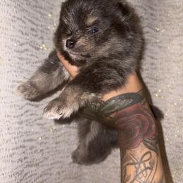 Chase - Blue and tan male Pomeranian puppy in Okmulgee, Oklahoma from 918 Pomeranians