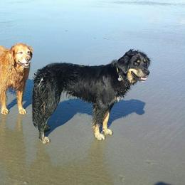 Bernese Mountain Dog, Golden Mountain Dog, and Golden Retriever Puppies from Canyon Meadows Farm