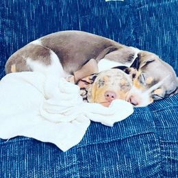 Dachshunds from Greens Creek Kennel