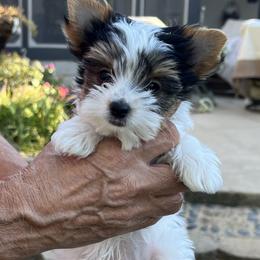 Thunder - Black tan and white male Biewer Terrier puppy in Reno, Texas from Janeve's  Biewer Terriers