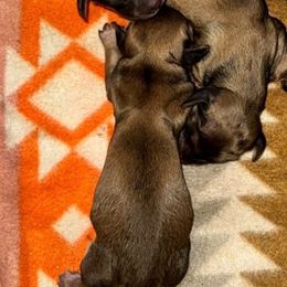 Prancer - Cream female Dachshund puppy in Onalaska, Texas from Smokey Pines Dachshunds