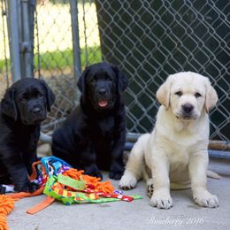 Labrador Retriever Puppies from Reve Labradors