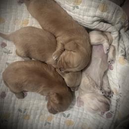 Dachshund Puppies from Cajun Pawfection