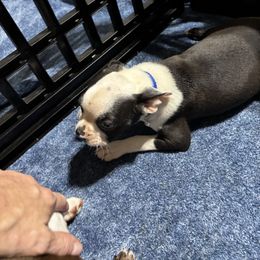 Male pup (blue collar) - Black and white male Boston Terrier puppy in Mc Donough, Georgia from Ballard Boston Terriers