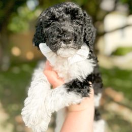 Goldendoodle Puppies from Summer Sun Doodles