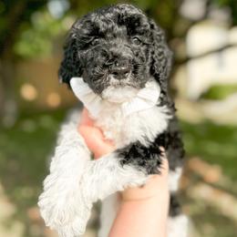 Goldendoodle Puppies from Summer Sun Doodles