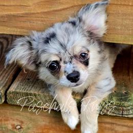 Dolly - Merle female Chihuahua puppy in Bowdon, Georgia from Paschal's Pups