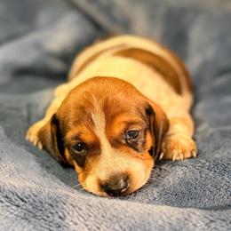 Snickerdoodle - Piebald male Dachshund puppy in Whitehouse, Texas from Daschund Pups