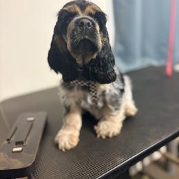 Cocker Spaniel Puppies from Huntcrest Cockers