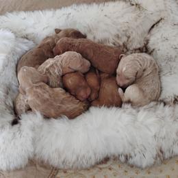Red Boy 3 - Red  male Goldendoodle puppy in Apache Junction, Arizona from Loving Doodle