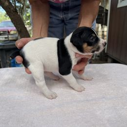 Meg - White black and tan female Rat Terrier puppy in Gonzales, Texas from Sunshine Deckers