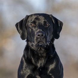 Freedom - Labrador Retriever