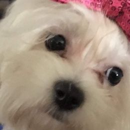 Maltese, Pomeranians, and Shih Tzus from Johnny's Pets