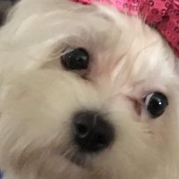 Maltese, Pomeranians, and Shih Tzus from Johnny's Pets