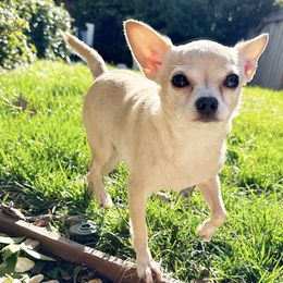 Masha - Chihuahua