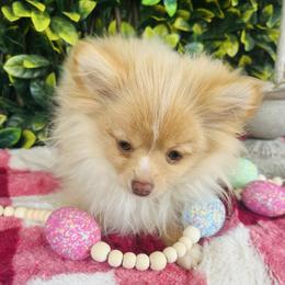 Kyra - Cream female Pomeranian puppy in Buck Valley, Pennsylvania from Buck Valley Pomeranians