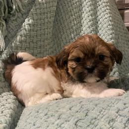 Winston - Black gold and white male Shih Tzu puppy in Lexington, North Carolina from SCS Shih Tzus