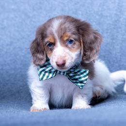 Dachshund Puppies from Creme de la Creme Dachshunds