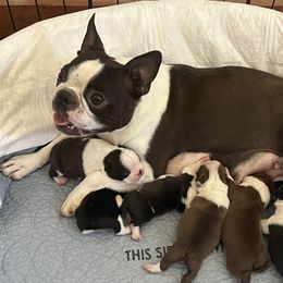 Jelly Bean - Boston Terrier