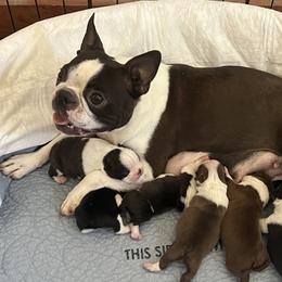 Jelly Bean - Boston Terrier