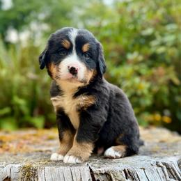 Shazam (Orange Collar) - Black rust and white male Bernese Mountain Dog puppy in Stanwood, Washington from Butter Cup Pups and Paws