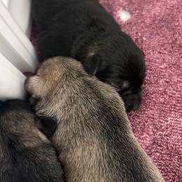 Girl 1 - Salt and pepper female Miniature Schnauzer puppy in Springfield, Tennessee from My Lovable Schnauzers