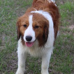 Mace - Nederlandse Kooikerhondje