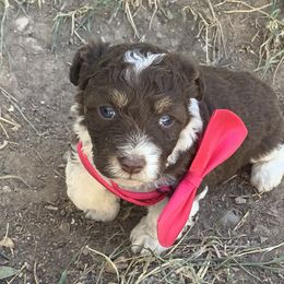 Aussiedoodle and Bordoodle Puppies from Sugar Doodles