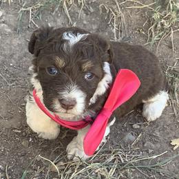 Aussiedoodle and Bordoodle Puppies from Sugar Doodles
