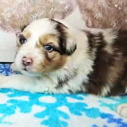 Boy 4 - male Australian Shepherd puppy in Cripple Creek, Colorado from Laughing Crow Aussies