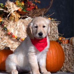 Red - Dark golden female Golden Retriever puppy in Donnelly, Idaho from Valley County Goldens
