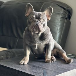 GiGi - French Bulldog