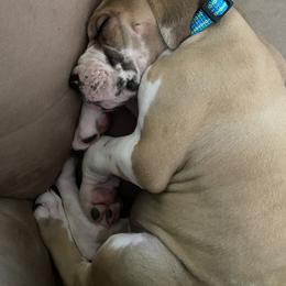 Great Dane Puppies from Fox Hill Danes