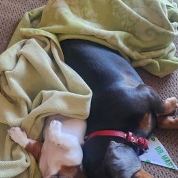 Australian Shepherd and Dachshund All Grown Up from Santina Bourland