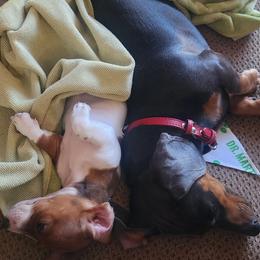 Australian Shepherd and Dachshund All Grown Up from Santina Bourland