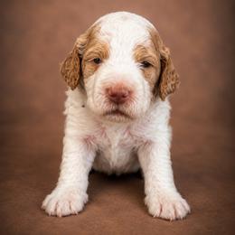 Ambrose - Parti male Goldendoodle puppy in Rocky Point, North Carolina from CelticDoods