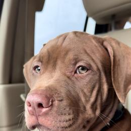 American Bully Puppies from TEXAS BULLY FAMILY
