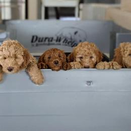 Double Doodle and Goldendoodle Puppies from Big Red Paw Doodles