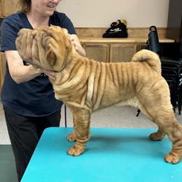 Boy 1 - Red Chinese Shar-Pei puppy in Basehor, Kansas from Good Fortune Shar Pei